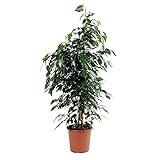 Ficus benjamina 'Danielle' | Birkenfeige Zimmerpflanze groß | Höhe 100-110 cm | Topf-Ø 21 cm