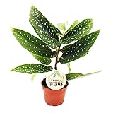 Exotenherz - Engelsflügel-Begonie - Begonia Angel Wings - grüne Blätter - Mini-Pflanze im 5,5cm...