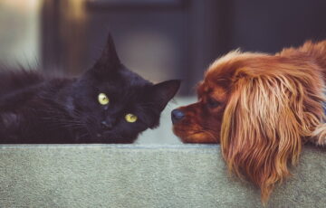 Welche Grünpflanzen sind für Hunde und Katzen giftig?