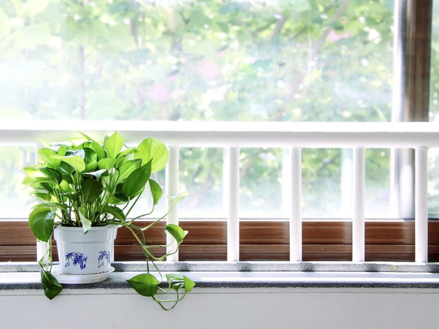 Wann soll man Grünpflanzen düngen?