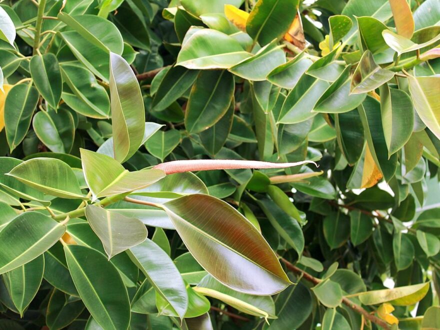 Blätter von Grünpflanzen werden gelb oder braun