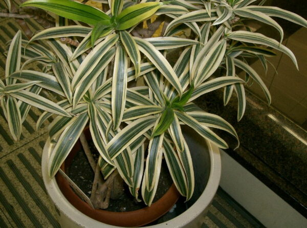 Dracaena reflexa cv. Song of India