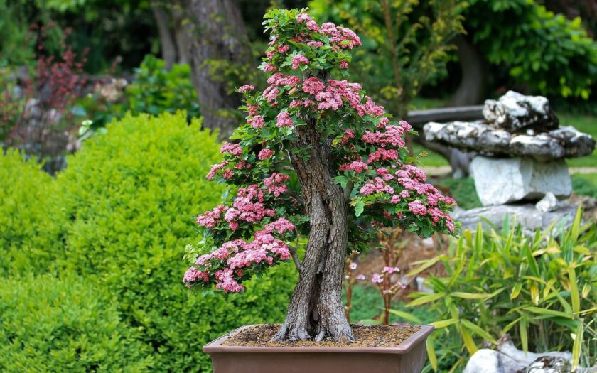 Was hat der Bonsai Baum für eine Bedeutung