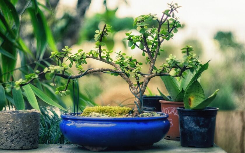 Bonsai Bäume kaufen über das Internet