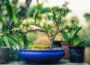 Bonsai Bäume kaufen über das Internet