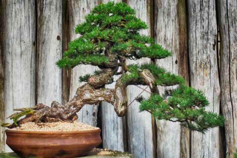 Bonsai Baum pflegen