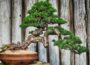 Bonsai Baum pflegen