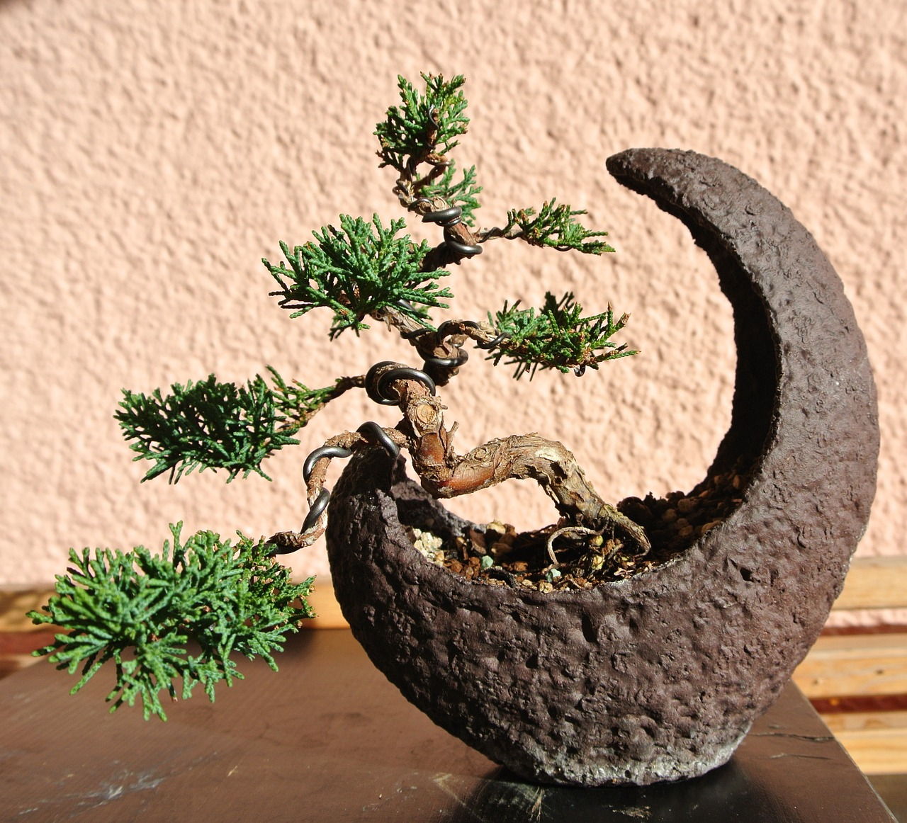Was kostet ein Bonsai Baum?