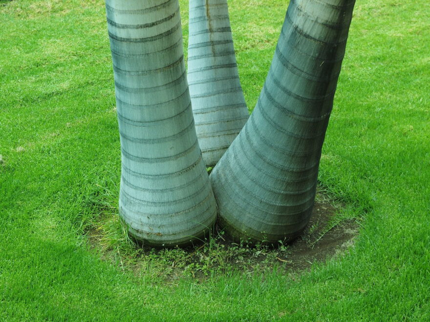 Elefantenfuß - Beaucarnea recurvata