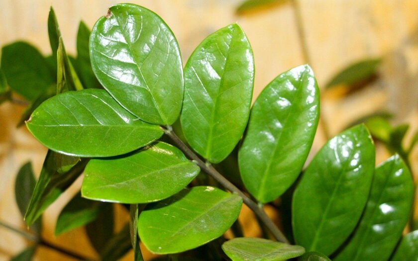 Zamioculcas zamiifolia - Glücksfeder