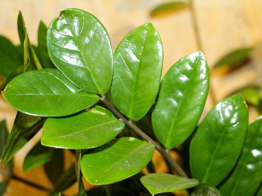 Zamioculcas zamiifolia - Glücksfeder