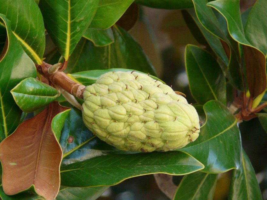 Gummibaum oder Indische Kautschukbaum (Ficus elastica)