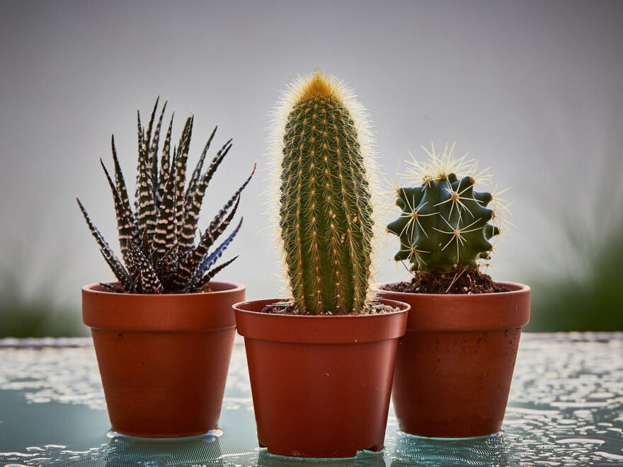 Wie oft gießt man Kakteen