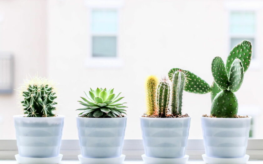 Ist ein Kaktus eine Zimmerpflanze