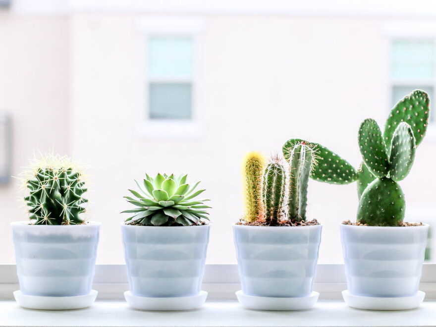 Ist ein Kaktus eine Zimmerpflanze