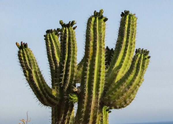 Wie groß wird ein Kaktus?