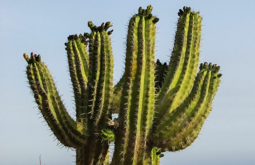 Wie groß wird ein Kaktus?