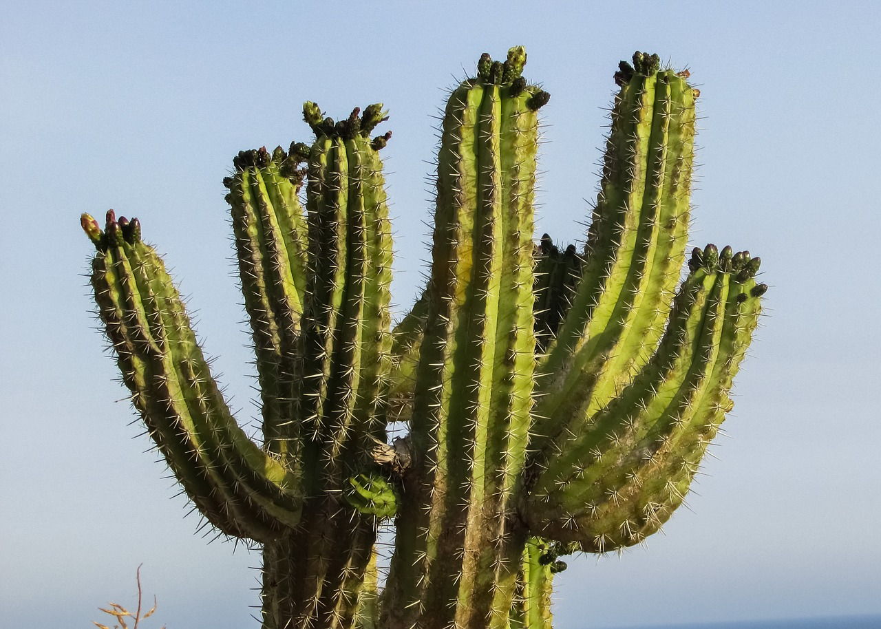 vorg-nger-gips-sympathie-kaktus-8-meter-konfrontieren-halskette-gefallen