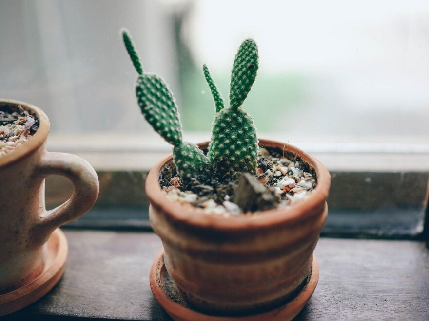 Kaktus verschenken Bedeutung