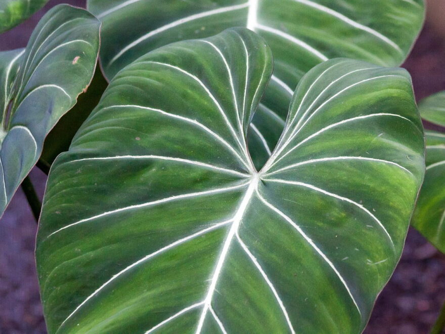 Philodendron Gloriosum Blätter