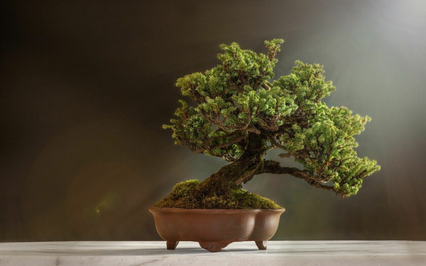 Was kostet ein Bonsai Baum?