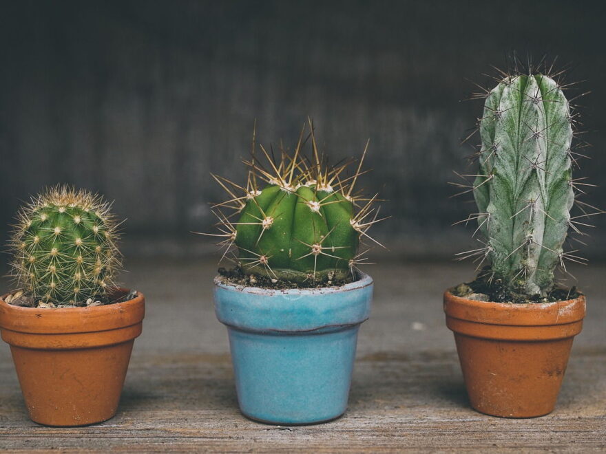 Welcher Kaktus braucht wenig Licht?