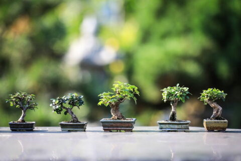 Wie entstehen Bonsai Bäume
