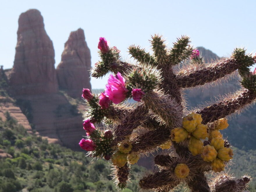 Wie viel Wasser braucht ein Kaktus?