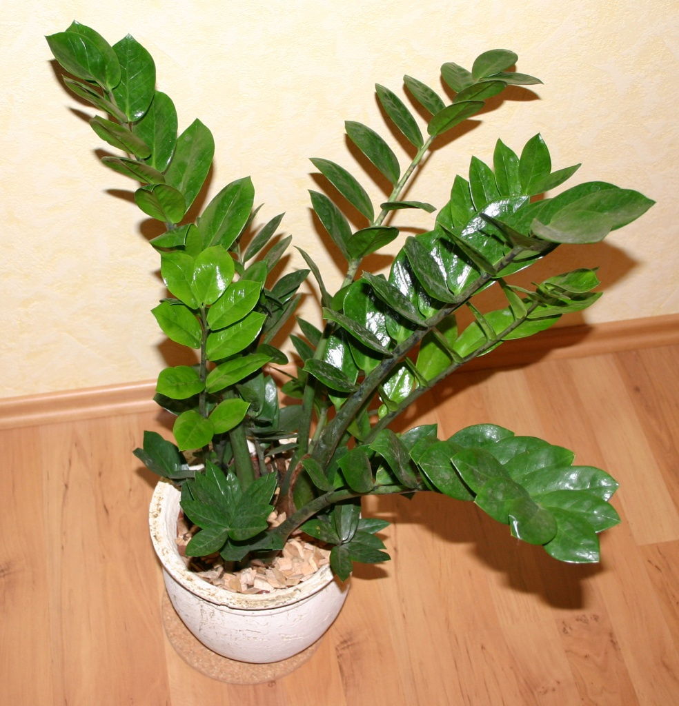 Glücksfeder Zamioculcas Zamiifolia