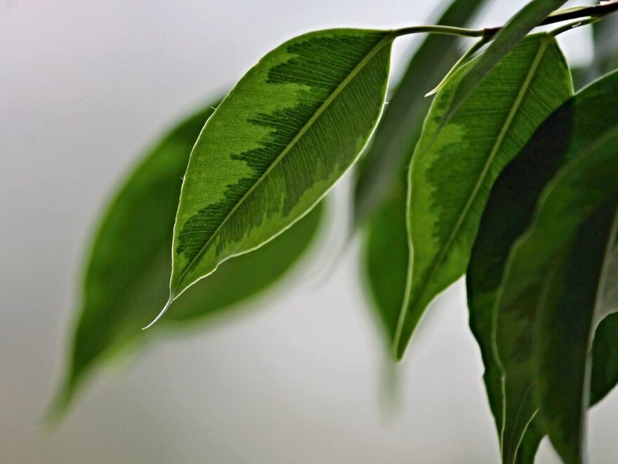 Birkenfeige, Ficus benjamina, Blätter