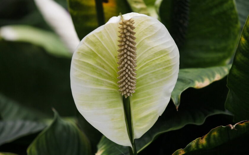 Einblatt Spathiphyllum Blüte