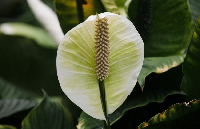 Einblatt Spathiphyllum Blüte