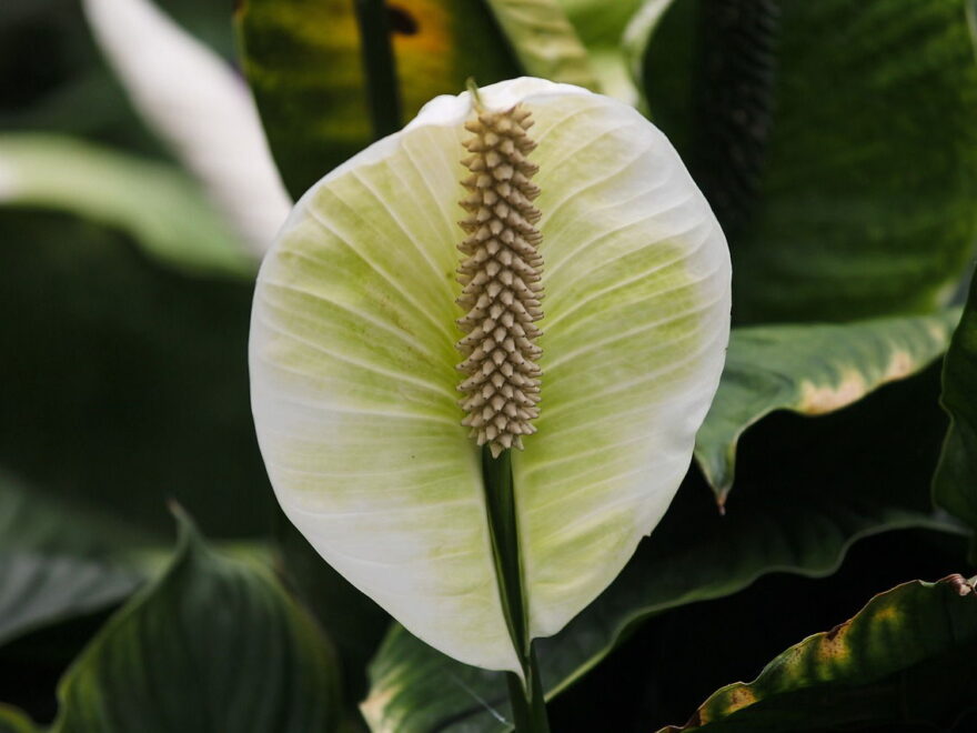 Einblatt Spathiphyllum Blüte