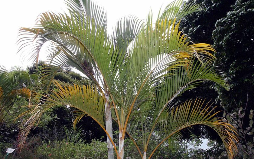 Goldfruchtpalme - Areca-Palme - Dypsis lutescens