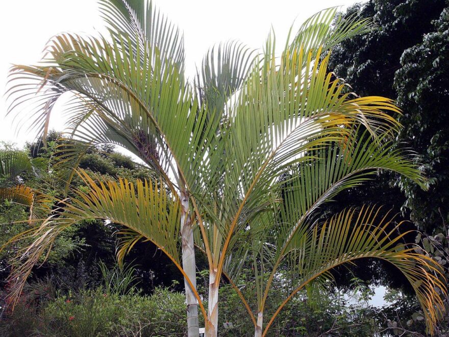 Goldfruchtpalme - Areca-Palme - Dypsis lutescens