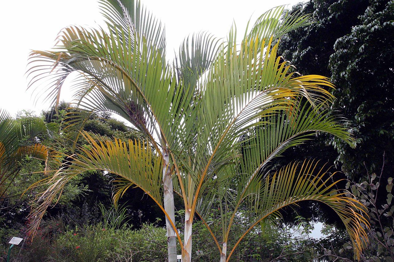 kaktus wabbelig Wilcoxia poselgeri main image 0