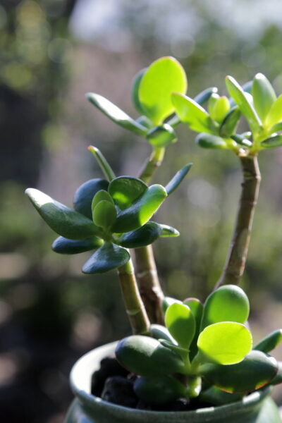 Jadepflanze grüne Blätter