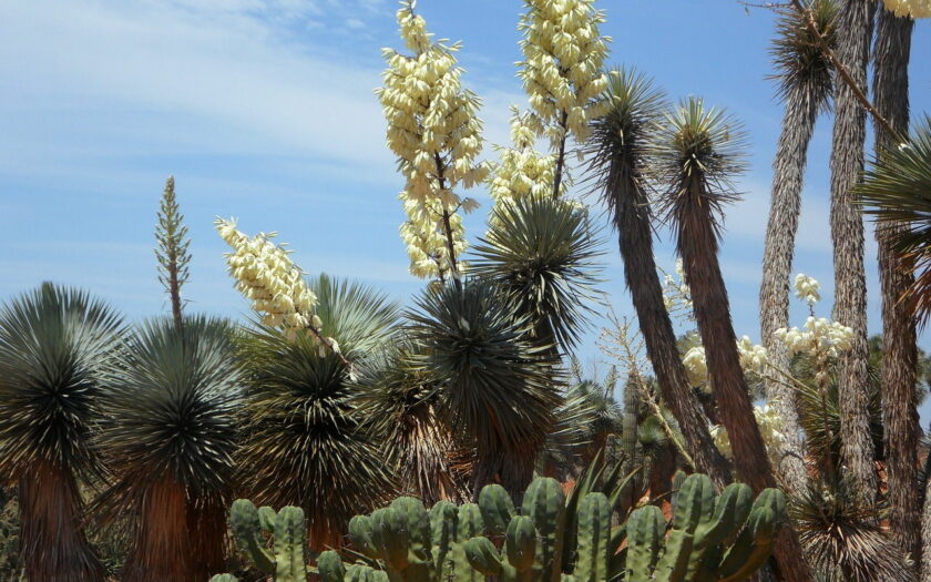 Yucca-Palme - Riesen-Palmlilie - Yucca elephantipes