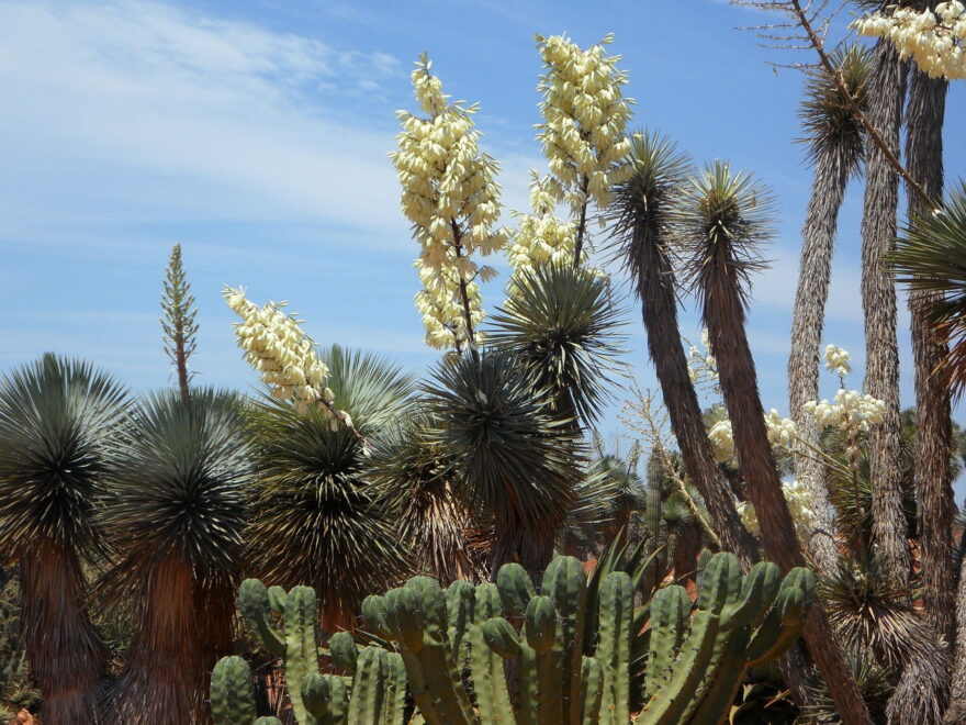 Yucca-Palme - Riesen-Palmlilie - Yucca elephantipes