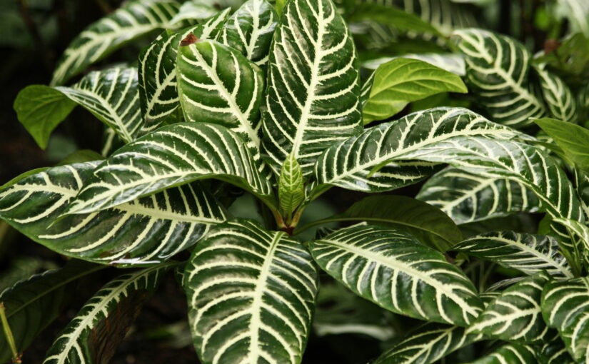 Korbmarante - Calathea Zebrina