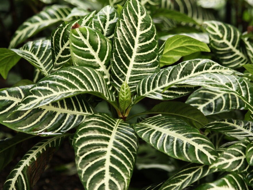 Korbmarante - Calathea Zebrina