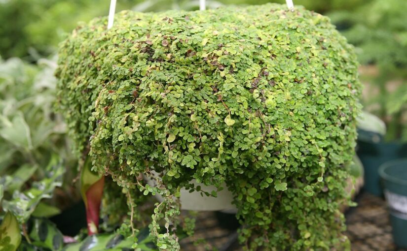 Bubikopf – Soleirolia soleirolii