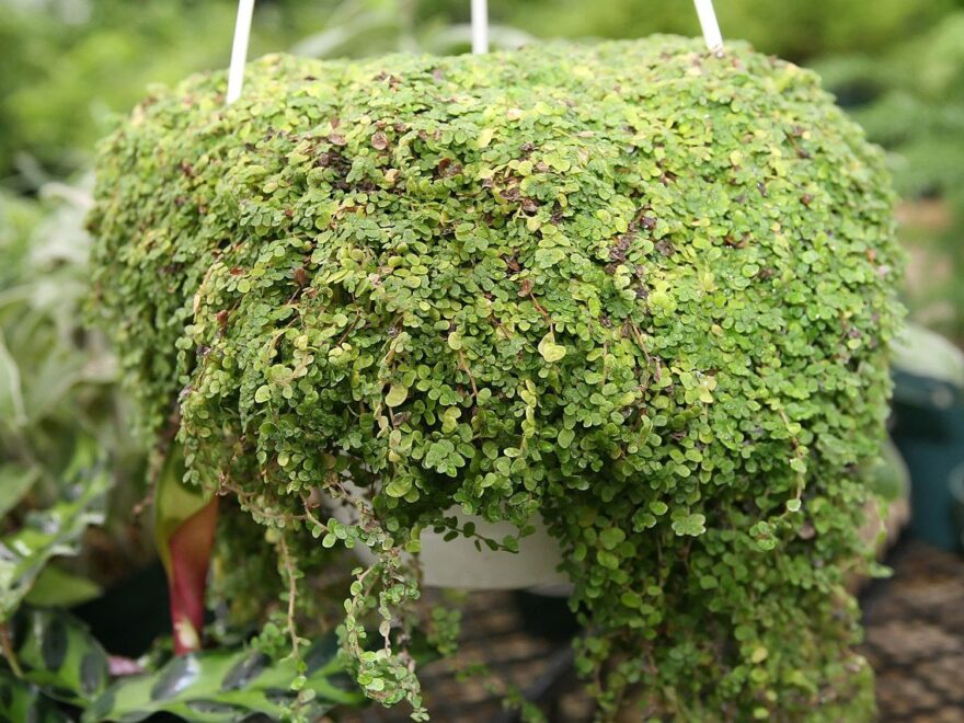 Bubikopf – Soleirolia soleirolii
