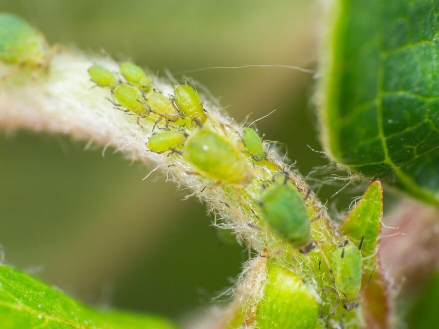 Ungeziefer Blattläuse an Pflanze