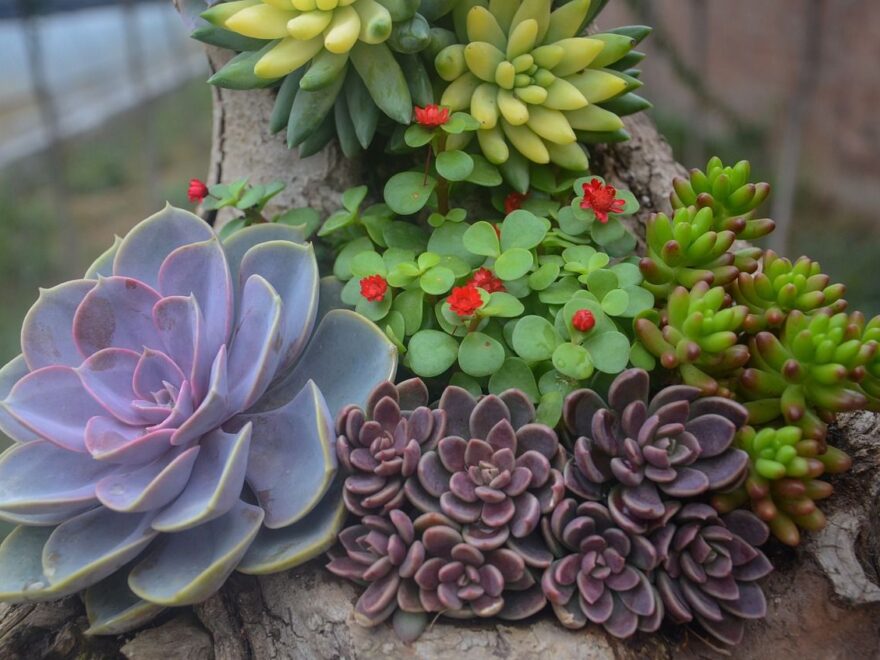 Unterschied zwischen Sukkulenten und Kakteen