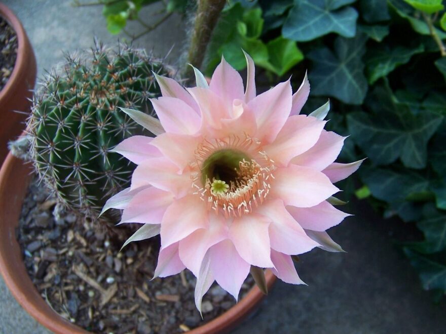 Kakteen zum Blühen bringen