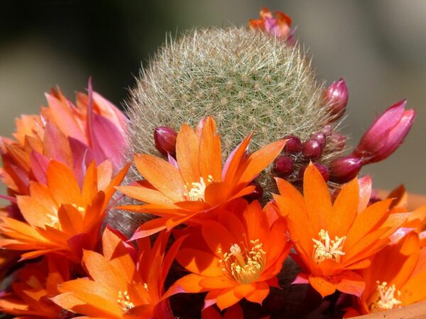 Kaktus in voller Blüte