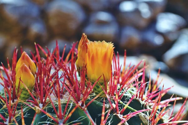 Oroya Kaktus mit Blüte und Knospe
