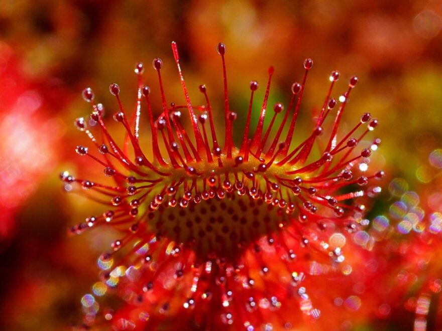 Fleischfressende Pflanzen wie Sonnentau als Zimmerpflanze