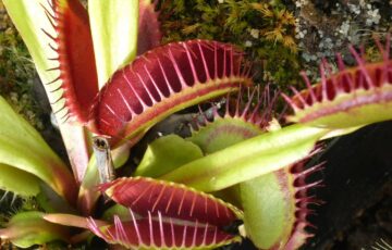 Venusfliegenfalle – Dionaea muscipula